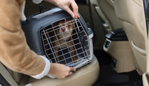 Tiere gehören während der Fahrt in eine Transportbox